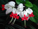کلرودندرون , bleeding heart, glorybower, bleeding heart vine, bleeding glory bower
